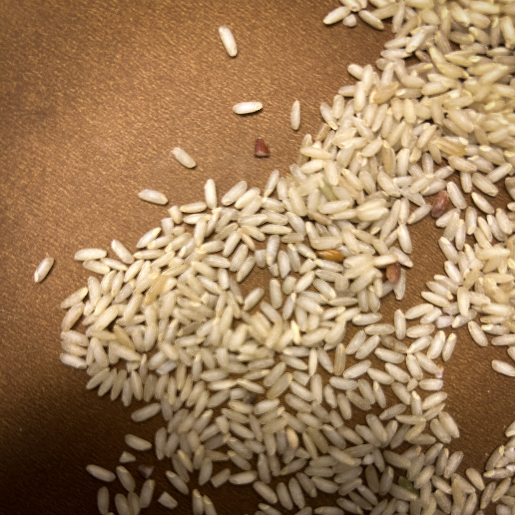 Ratna Chodi - Image 4